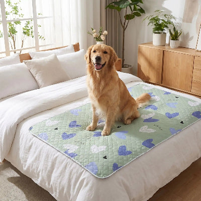 chien assis sur protection matelas sur lit